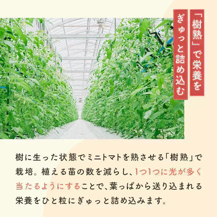 2kg 家族の笑顔が広がる完熟ミニトマト「トマランタン」東北配送不可】