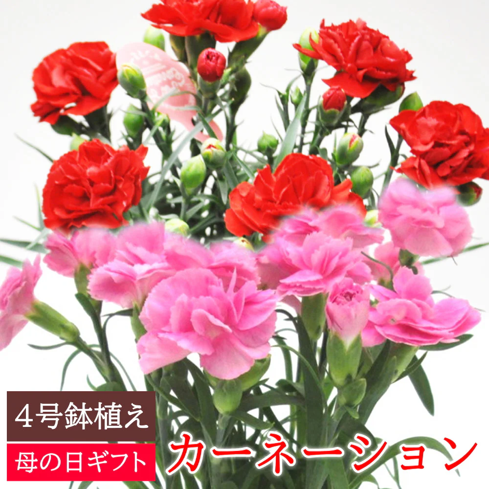 【遅れてゴメン母の日ギフト順次発送】鉢植え カーネーション 4号鉢 ラッピング母の日カード付き！カーネーション（ピンク系又はレッド系）の鉢植えをお届け