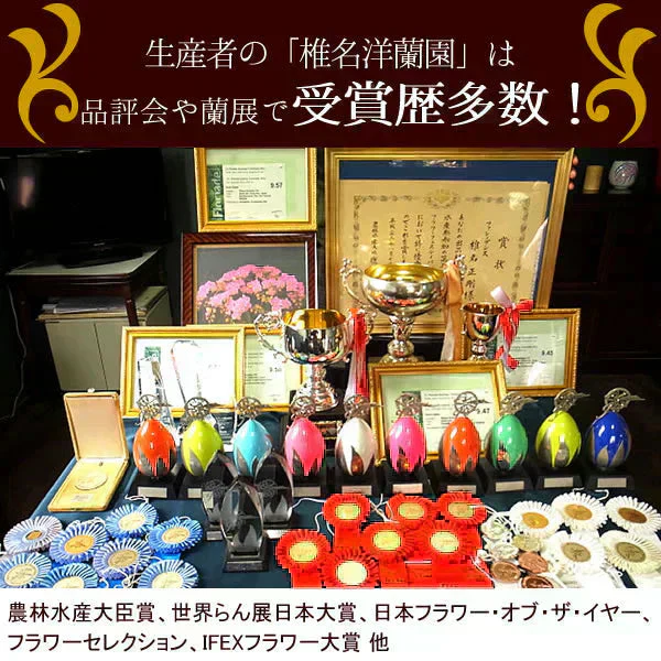 敬老の日 ミディ胡蝶蘭（チュンリー）＆ミニ苺バウム 【おいもや】 (9月12日～15日配送) KR