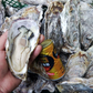 デカい牡蠣 殻付き 牡蠣 ３年牡蠣 １０ｋｇ 冷凍便 送料無料１０キロ 松島牡蠣屋 宮城県産 殻付き牡蠣 殻付き 殻付 カキ 加熱用 松島牡蠣屋 無選別牡蠣 牡蛎 ＢＢＱ バーベキュー食材 海産物 牡蠣通販 「３年牡蠣 １０ｋｇ」