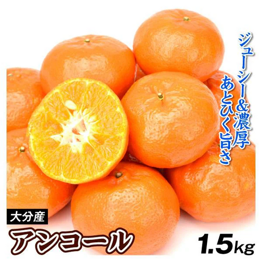 みかん　大分産　アンコール　1.5kg　ご家庭用（発送予定：2025年3月上旬より）