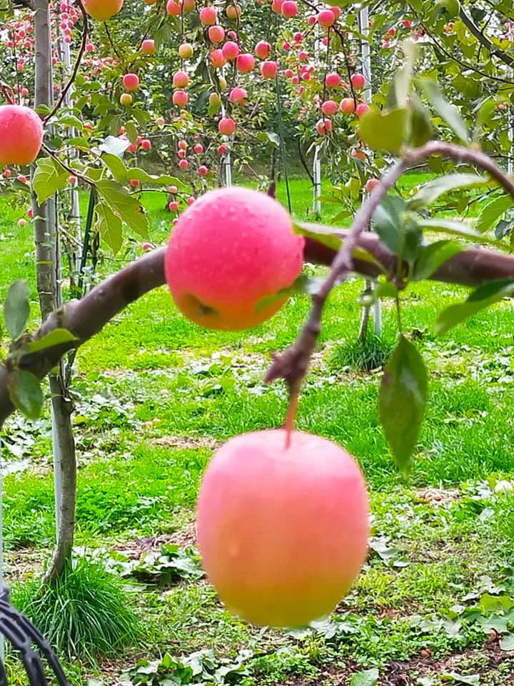 青森りんご ミニふじあおもり乙女 小さくかわいい食べきりサイズ１0㎏ 約2０0個 青森りんご ミニふじあおもり乙女 小さくかわいいリンゴ食べきりサイズ