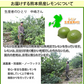 レモン 訳あり 国産レモン 送料無料 5kg 熊本県産 減農薬 防腐剤ワックス不使用 れもん グリーンレモン 国産