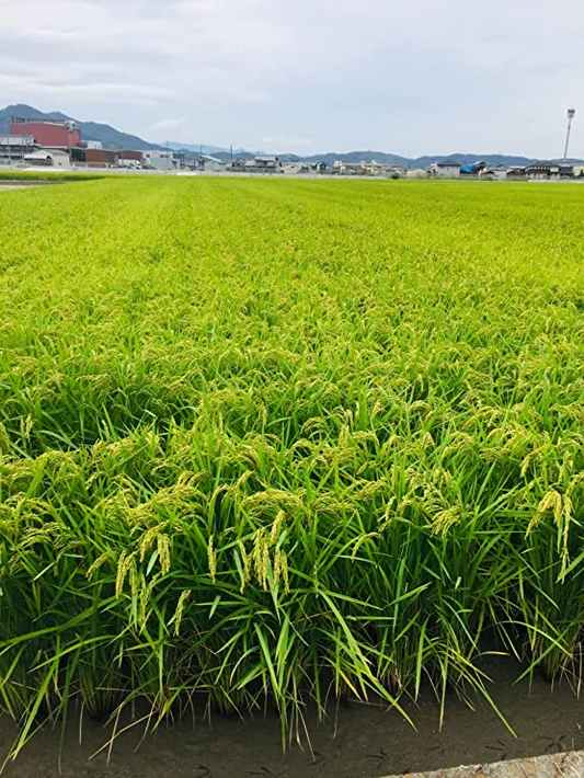 和歌山県産きぬむすめ【米将軍】 (白米2合)