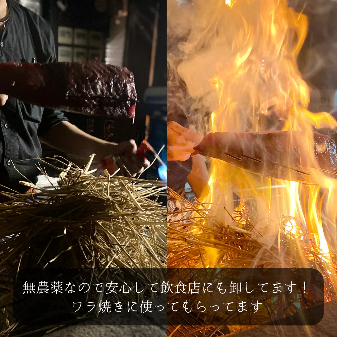 農薬不使用！愛媛の自然が育んだコシヒカリ（白米）20Kg　令和7年度　新米　コシヒカリ　愛媛県産　お米・新米・無農薬