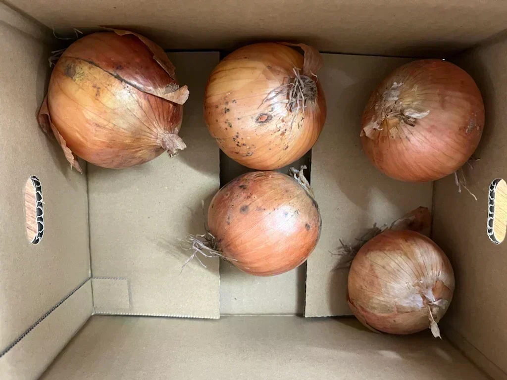 たまねぎ 約900g〜1kg「補償分600g、本商品300g」 60サイズ※全国配送可能【カウシェファーム収穫対象商品】新玉ねぎ