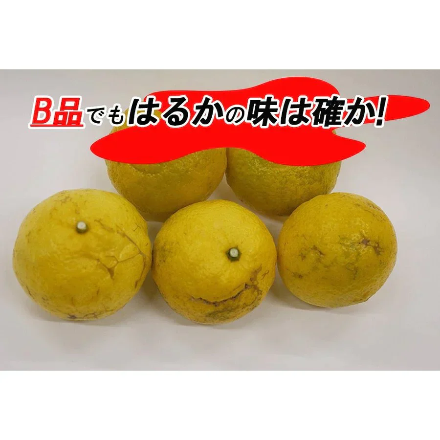 はるか みかん 訳あり 5kg 送料無料 ご家庭用 箱買い B品 サイズミックス 柑橘 フルーツ 産地直送 愛媛県産 YDF-005
