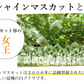シャインマスカット ぶどう 送料無料 1kg 2〜3房 九州産 マスカット 葡萄 ブドウ