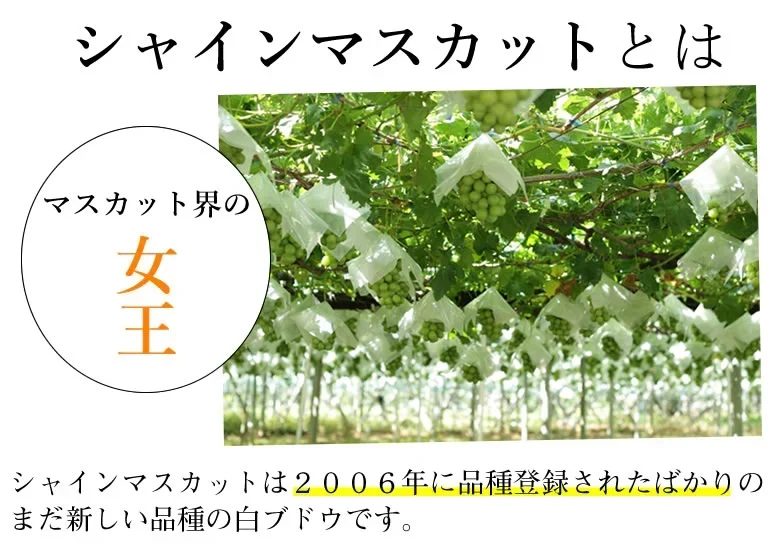 シャインマスカット ぶどう 送料無料 1kg 2〜3房 九州産 マスカット 葡萄 ブドウ