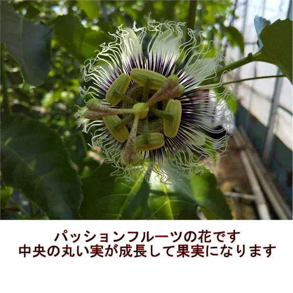 【熊本産】パッションフルーツ 約1kg（約9～15玉）清田さんのパッションフルーツ 60サイズ