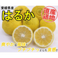 はるか みかん 5kg ご家庭用 箱買い サイズミックス 柑橘 フルーツ 果物 産地直送 愛媛県産 YDF-004