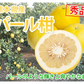 パール柑 文旦 みかん 送料無料 秀品 5kg M～2Lサイズ混合 熊本県産 グレープフルーツ 蜜柑