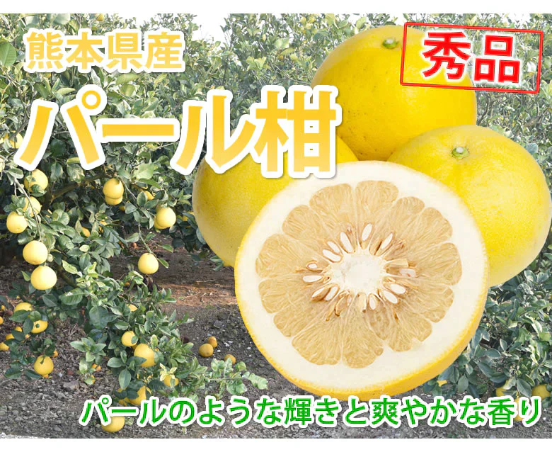 パール柑 文旦 みかん 送料無料 秀品 5kg M～2Lサイズ混合 熊本県産 グレープフルーツ 蜜柑