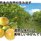 みかん 訳あり 送料無料 2kg 熊本みかん 熊本県産 極早生みかん 蜜柑 ミカン【ご新規さん限定商品】