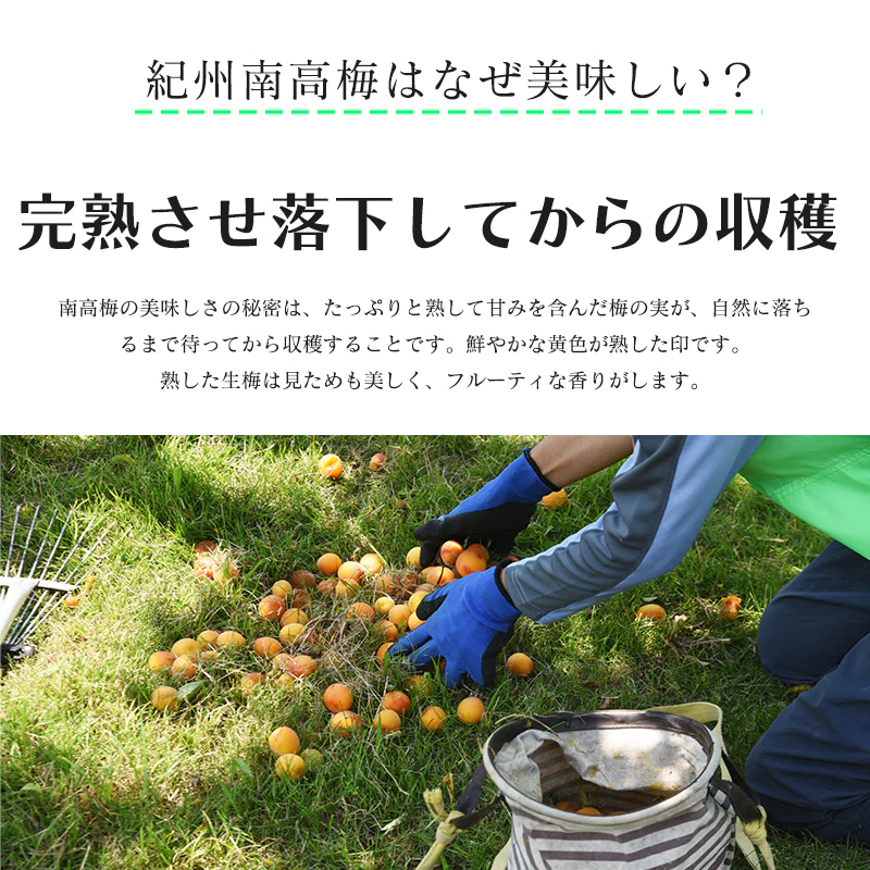 梅干し 400g 2セット 紀州 大粒 4L 5L 塩分8% 南高梅 おいしい 贈り物 送料無料