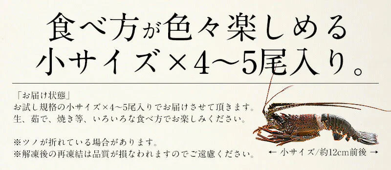伊勢海老 千葉県産 外房イセエビ 小サイズ×4〜5尾 刺身 冷凍 伊勢エビ 伊勢えび えび エビ 海鮮 魚介 プリプリ 濃厚 グルメ 贈り物 ［送料無料］ 母の日 プレゼント ギフト  母の日思いの 健康 実用的 父の日 子供 孫