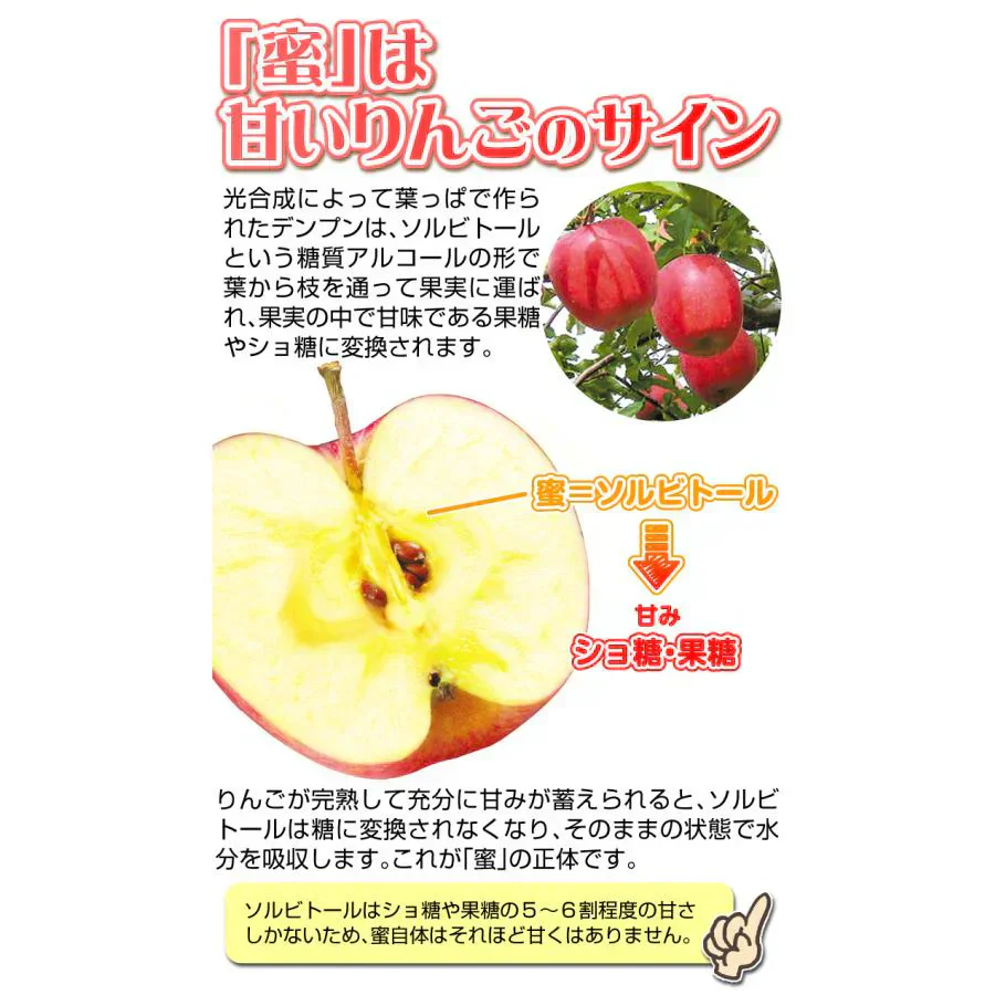 りんご 蜜入りサンふじ 山形産 3kg （発送予定：12月上旬より）