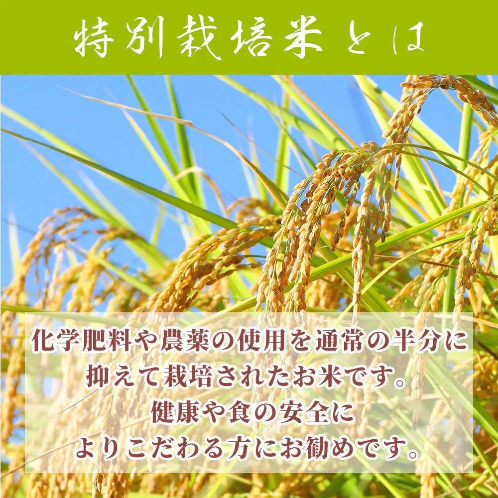 【白米】令和7年産 特別栽培米 コシヒカリ 10kg(5kg×2袋) [丹波産コシヒカリ100％] 兵庫県産 単一原料米 送料無料 精米工場からの直送品