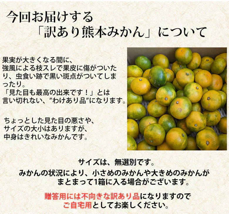 みかん 訳あり 送料無料 1.5kg  熊本みかん 熊本県産 極早生みかん 蜜柑 ミカン