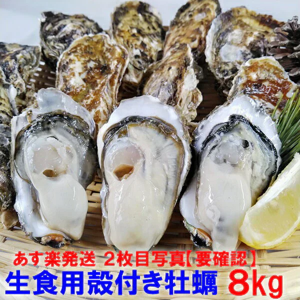 「生食用 殻付き 牡蠣 ８ｋｇ」生食用（56~140粒）生牡蠣 殻付き 牡蛎 牡蠣 殻付 宮城県産 松島牡蠣屋 カキ 海産物 魚介類 魚介 海鮮 母の日 父の日 送料無料 ＢＢＱ バーベキュー