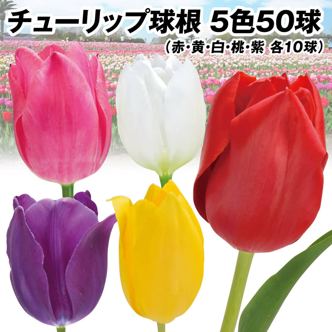 チューリップ 球根 普通球 5色セット 50球セット (各10球)