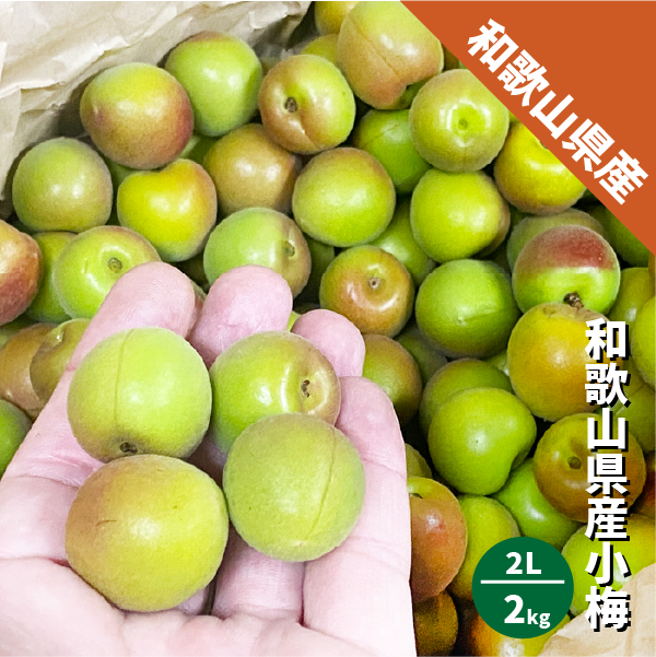 和歌山県産 小梅 2Lサイズ以上 約2kg 梅干し 紀州 白王 紀州 こうめ