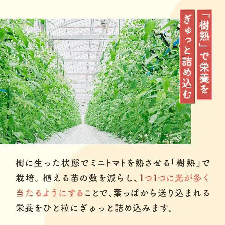 【予約販売商品／順次発送】300g トマランタン 笑顔溢れる甘さ♪超濃厚ミニトマト！【東北配送不可】