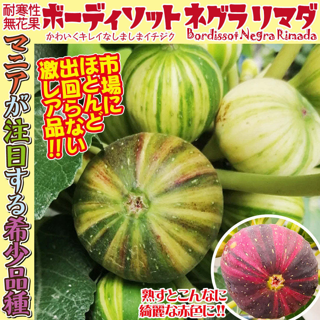 果樹苗 イチジク ボーディソット ネグラ リマダ 1株[発送は翌年1月～となります。]