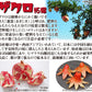 果樹苗 ザクロ ベン ハー(外) 1株[発送は翌年1月～となります。]