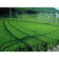 【3人シェア買いでお得】伊勢の和紅茶業務用リーフ 1kg【お届け不可地域：北海道・沖縄・離島】