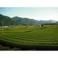 松阪の深蒸し茶ティーバッグ 4g×100【お届け不可地域：北海道・沖縄・離島】