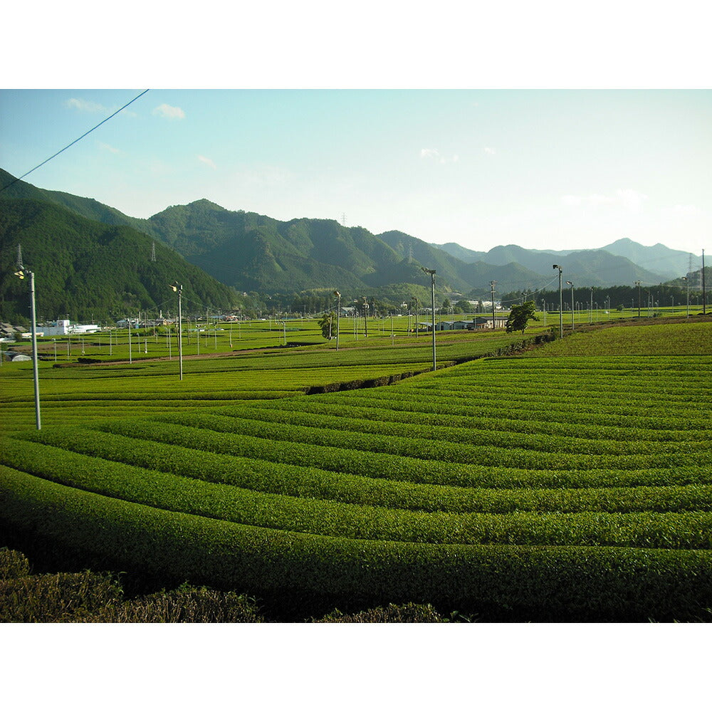 松阪の焙じ茶ティーバッグ 4g×100【お届け不可地域：北海道・沖縄・離島】