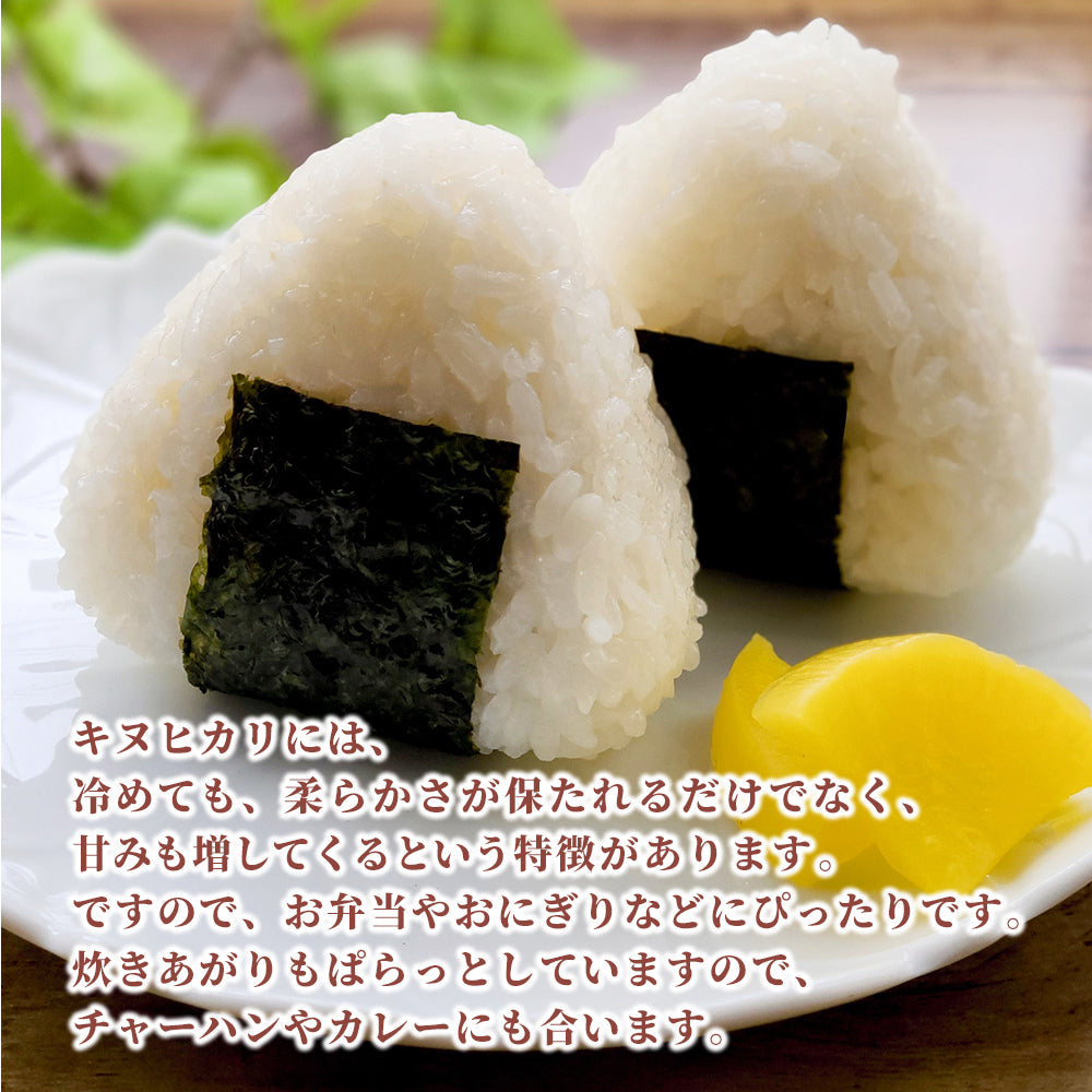 【白米】兵庫県産 キヌヒカリ 10kg(5kg×2袋) 精白米 国産 国産キヌヒカリ100％ 送料無料 精米工場からの直送品