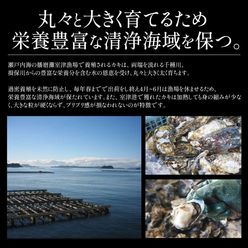 2L、Mサイズが選べる　カキ 牡蠣 かき 生食用 殻付き 1kg　Mサイズ（14～16個）　冷凍 ［送料無料］ 生牡蠣 生食 美味しい 冷凍牡蠣 生ガキ 生食用カキ お取り寄せ 殻付き牡蠣 高鮮度 贈り物 お取り寄せグルメ 贈答用