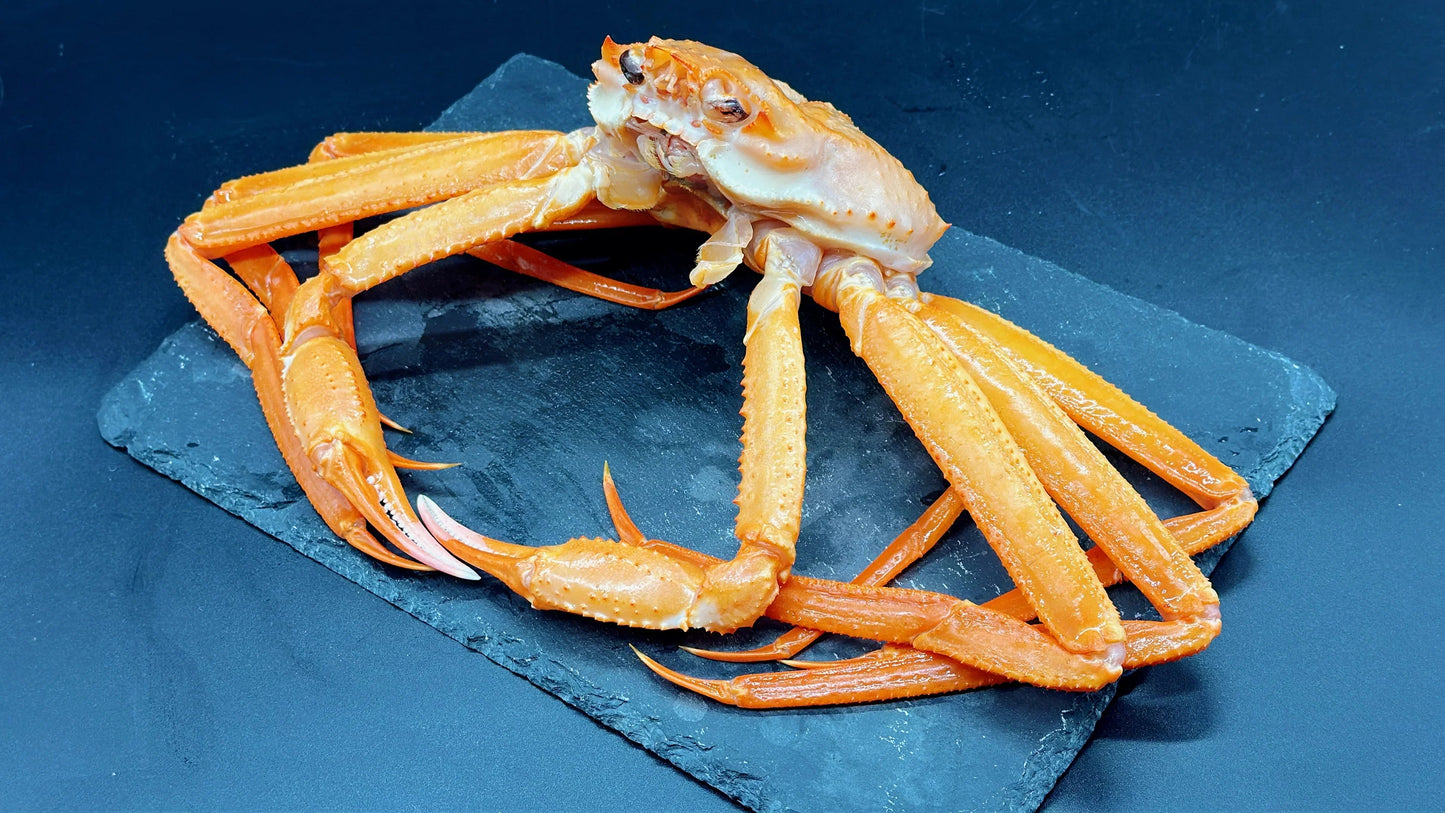 生ベニズワイガニ 殻カット済み 胴体ボイル 鳥取県産 2杯分【訳あり】