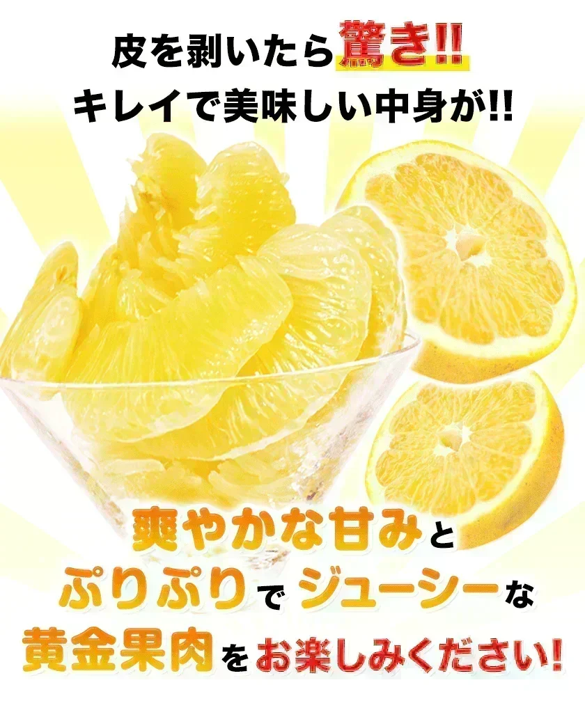 河内晩柑 送料無料 1.5kg 和製 グレープフルーツ 旬 の フルーツ 果物 みかん 訳あり 夏文旦 晩柑 宇和ゴールド ジューシーみかん 熊本県産 《1-5営業日以内に発送予定(土日祝日除く)》