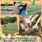 【予約販売 6月中旬以降発送】青森県産 幻の生にんにく 1kg【冷蔵便】 令和8年度産 Mサイズ以上L～2L混合