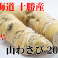 【激辛!!北海道十勝産の山わさび】 北海道 十勝産 山わさび お試し価格 セット販売 ホースラディッシュ 西洋わさび 野菜 わさび (200g)