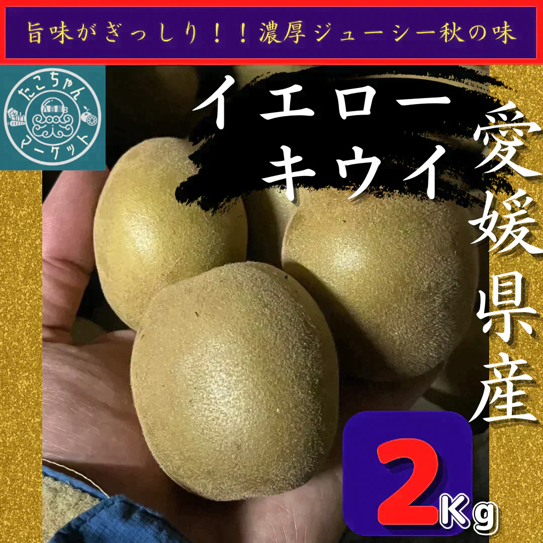 おトクで美味しい！　愛媛県産　イエローキウイ【ゴールドキウイと同一品種】2Kg