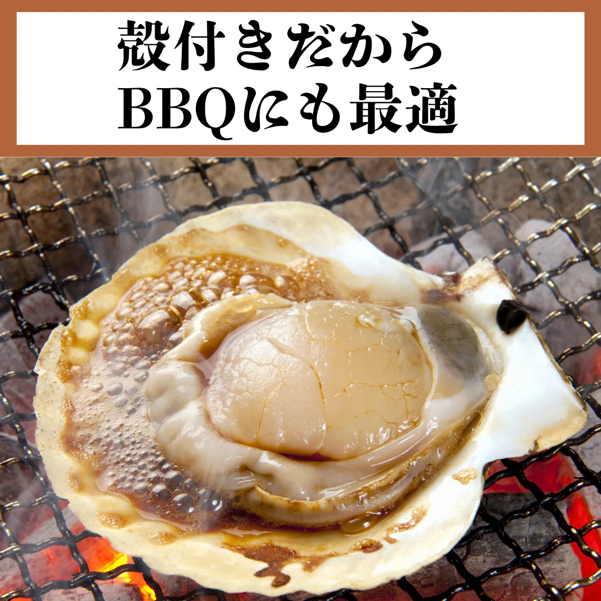 北海道産 活ホタテ2Kg 殻付きホタテ お刺身にもBBQにも 便利な剥きヘラ付き