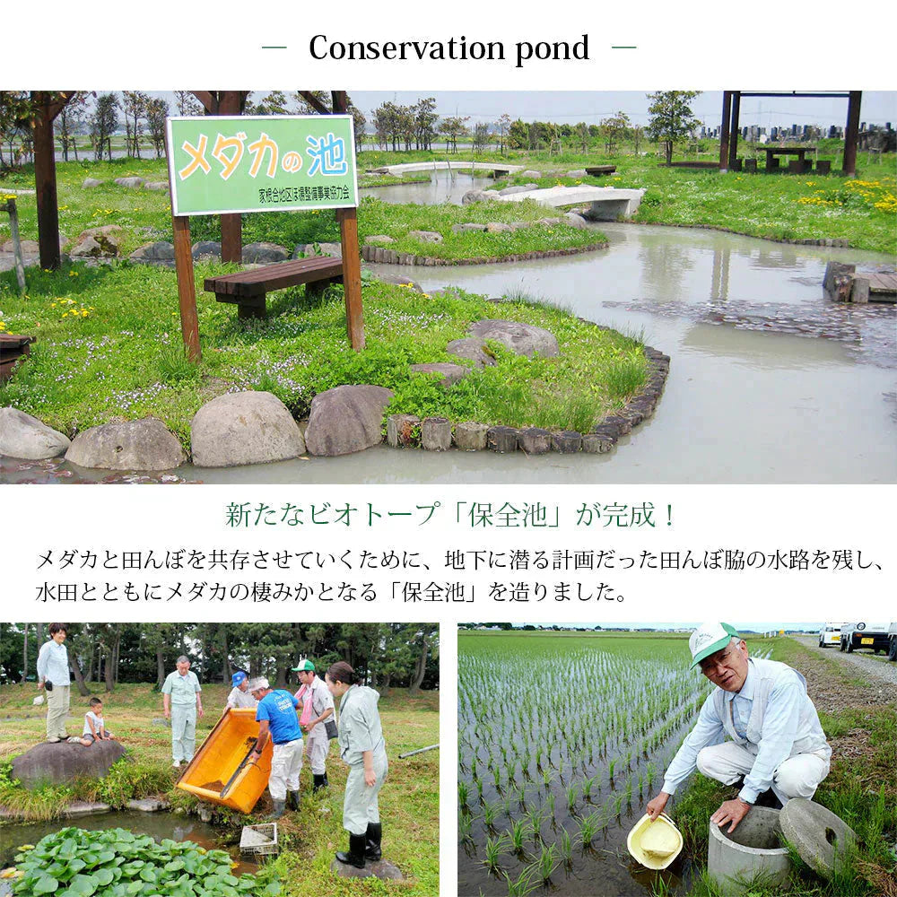 【メダカが泳ぐキレイな田んぼで育ったお米】 めだか米 はえぬき 無洗米 5kg 山形県産 令和7年産 送料無料 米 5キロ こめ コメ お米 精米 新米 お米5kg はえぬき5kg はえぬき5キロ
