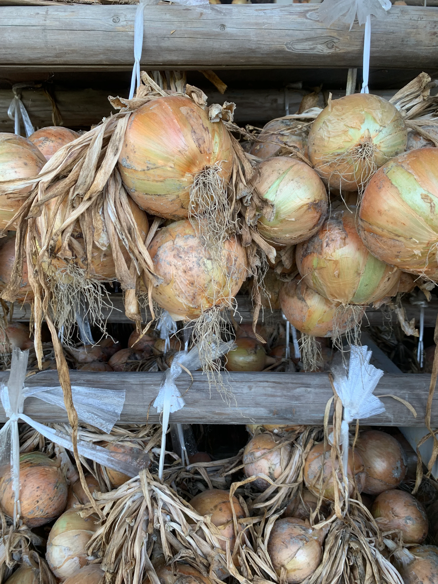 淡路島産 玉ねぎ 2023年産 たまねぎ訳あり 5kg