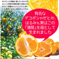 みかん　大分産　清見オレンジ　1.5kg　ご家庭用（発送予定：2025年3月上旬より）