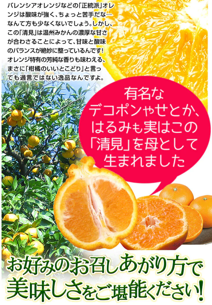 みかん　大分産　清見オレンジ　1.5kg　ご家庭用（発送予定：2025年3月上旬より）