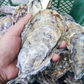 デカい牡蠣 殻付き 牡蠣 ３年牡蠣 １０ｋｇ 冷凍便 送料無料１０キロ 松島牡蠣屋 宮城県産 殻付き牡蠣 殻付き 殻付 カキ 加熱用 松島牡蠣屋 無選別牡蠣 牡蛎 ＢＢＱ バーベキュー食材 海産物 牡蠣通販 「３年牡蠣 １０ｋｇ」