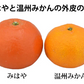 みはや みかん 送料無料 秀品 2kg 希少品種 美早 熊本県産 蜜柑 早生みかん ミカン