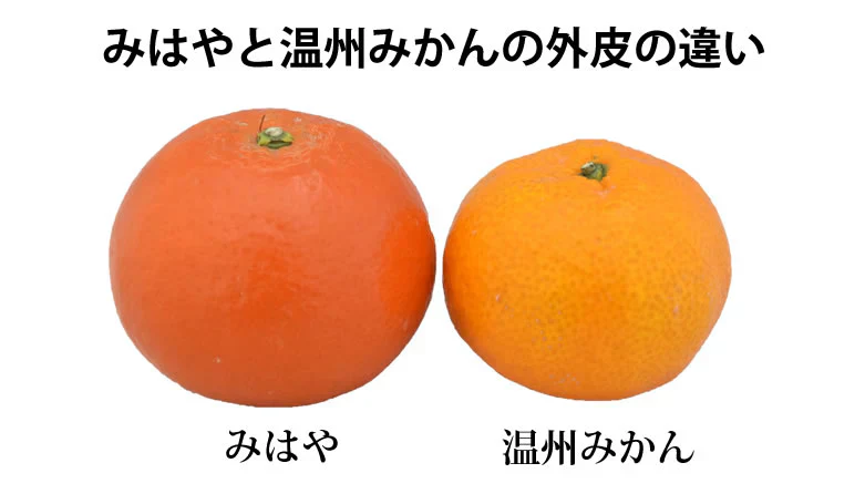 みはや みかん 送料無料 秀品 2kg 希少品種 美早 熊本県産 蜜柑 早生みかん ミカン