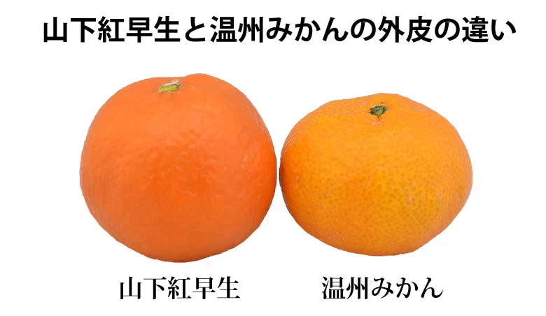 【11月下旬～12月上旬頃より順次出荷】山下紅早生 みかん 幻のみかん 送料無料 秀品 2.5kg 希少品種 熊本県産  蜜柑 早生みかん ミカン