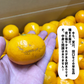 和歌山県産 有田みかん 訳あり 早生 約3kg (35玉前後) 有田産 みかん ゆら 田口 宮川 早生品種 ミカン ご家庭用