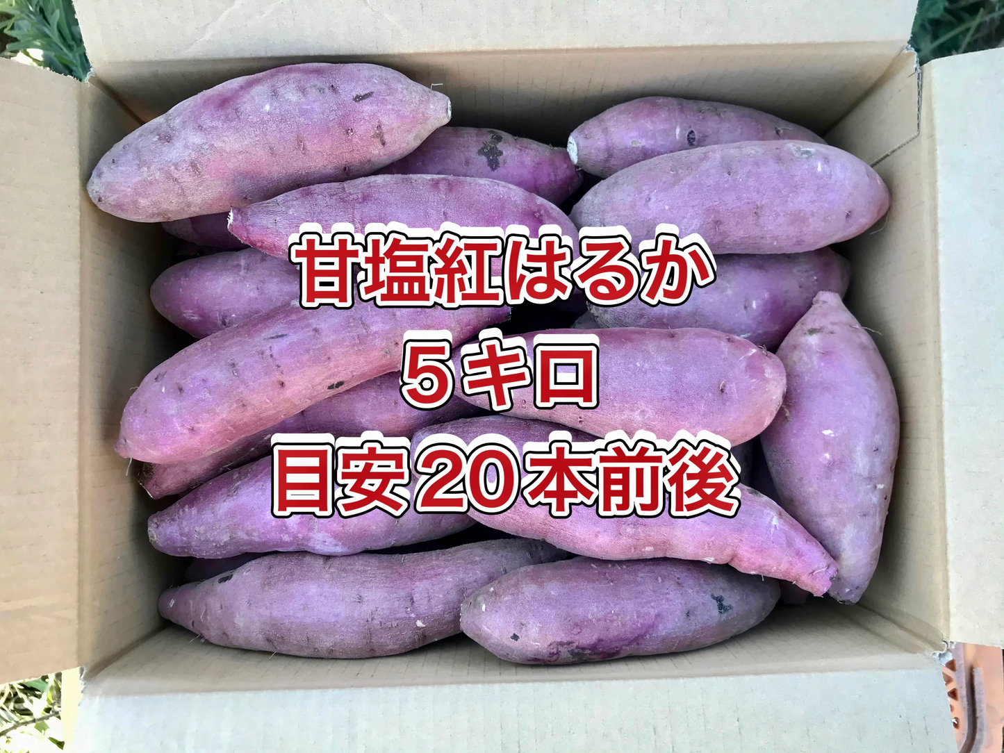 【鹿児島産】甘塩サツマイモ箱込み5キロ^_^